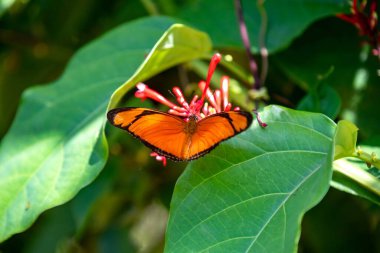 Seçici odak noktasında turuncu Brezilya Kelebeği
