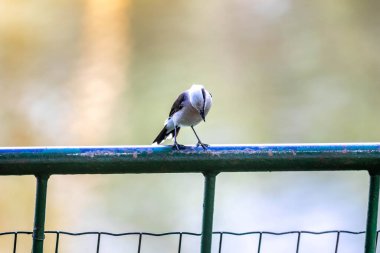 Maskeli su kuşu olarak bilinen küçük tropikal kuş Fluvicola nengeta