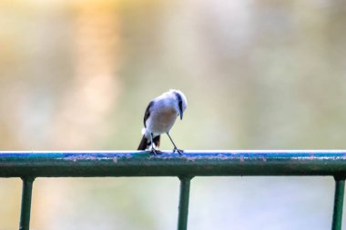 Maskeli su kuşu olarak bilinen küçük tropikal kuş Fluvicola nengeta