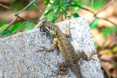 Küçük Brezilya tropikal kertenkelesi, doğal biyolojik bir kontrolle örümcekten besleniyor.