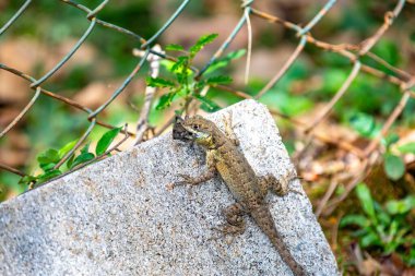 Küçük Brezilya tropikal kertenkelesi, doğal biyolojik bir kontrolle örümcekten besleniyor.
