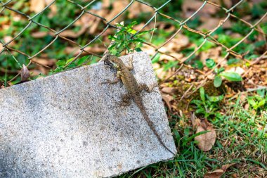 Küçük Brezilya tropikal kertenkelesi, doğal biyolojik bir kontrolle örümcekten besleniyor.