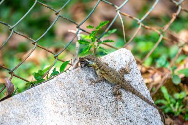 Küçük Brezilya tropikal kertenkelesi, doğal biyolojik bir kontrolle örümcekten besleniyor.