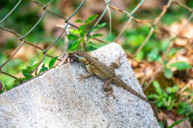 Küçük Brezilya tropikal kertenkelesi, doğal biyolojik bir kontrolle örümcekten besleniyor.