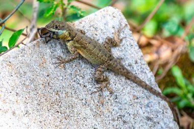 Küçük Brezilya tropikal kertenkelesi, doğal biyolojik bir kontrolle örümcekten besleniyor.