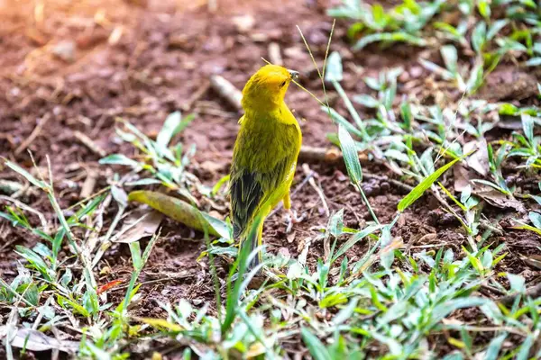 Tipik Brezilya tropikal kara kanaryası, sarı kanarya kuşu