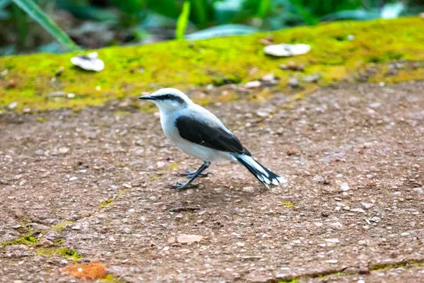 Maskeli su kuşu olarak bilinen küçük tropikal kuş Fluvicola nengeta