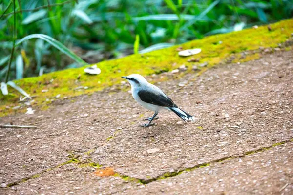 Maskeli su kuşu olarak bilinen küçük tropikal kuş Fluvicola nengeta
