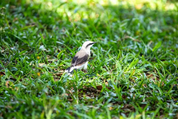 Maskeli su kuşu olarak bilinen küçük tropikal kuş Fluvicola nengeta