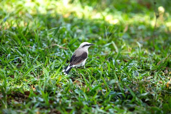 Maskeli su kuşu olarak bilinen küçük tropikal kuş Fluvicola nengeta