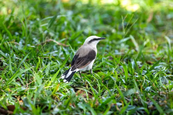 Maskeli su kuşu olarak bilinen küçük tropikal kuş Fluvicola nengeta