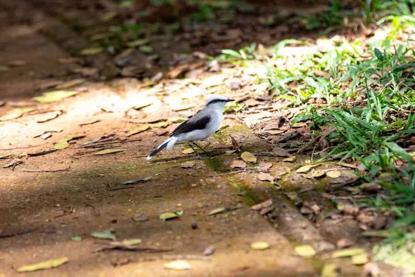 Maskeli su kuşu olarak bilinen küçük tropikal kuş Fluvicola nengeta