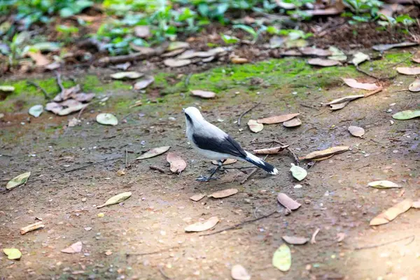 Maskeli su kuşu olarak bilinen küçük tropikal kuş Fluvicola nengeta