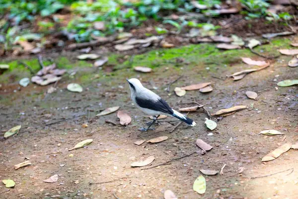 Maskeli su kuşu olarak bilinen küçük tropikal kuş Fluvicola nengeta