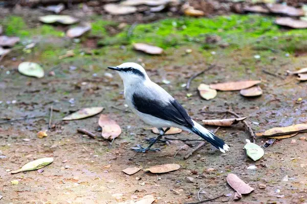 Maskeli su kuşu olarak bilinen küçük tropikal kuş Fluvicola nengeta
