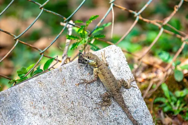 Küçük Brezilya tropikal kertenkelesi, doğal biyolojik bir kontrolle örümcekten besleniyor.