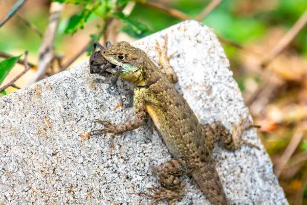 Küçük Brezilya tropikal kertenkelesi, doğal biyolojik bir kontrolle örümcekten besleniyor.