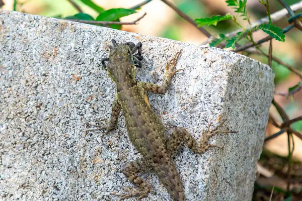 Küçük Brezilya tropikal kertenkelesi, doğal biyolojik bir kontrolle örümcekten besleniyor.