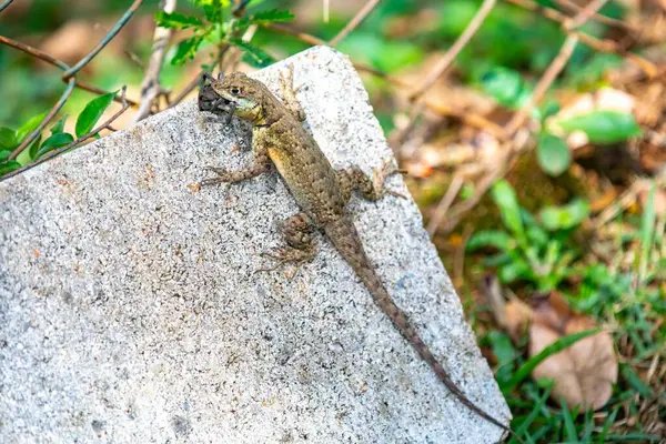 Küçük Brezilya tropikal kertenkelesi, doğal biyolojik bir kontrolle örümcekten besleniyor.