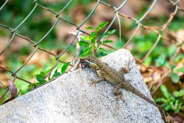 Küçük Brezilya tropikal kertenkelesi, doğal biyolojik bir kontrolle örümcekten besleniyor.