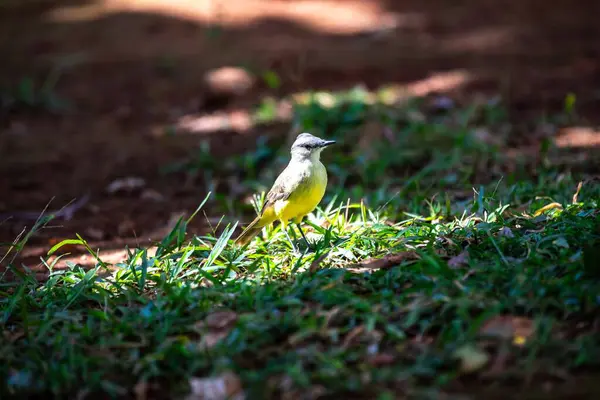 Tipik Brezilya tropikal kara kanaryası, sarı kanarya kuşu