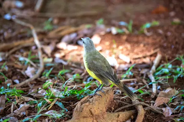 Tipik Brezilya tropikal kara kanaryası, sarı kanarya kuşu