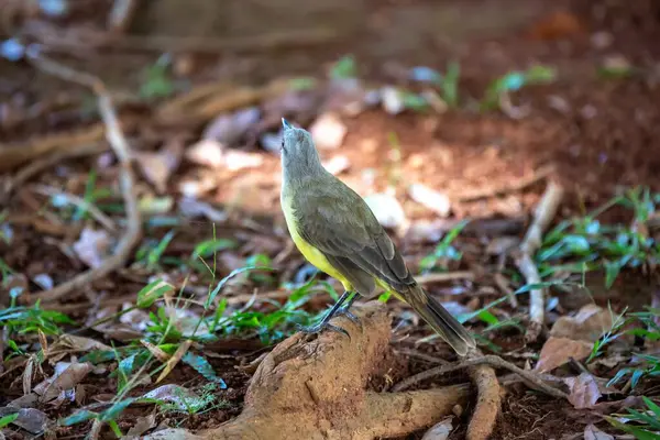 Tipik Brezilya tropikal kara kanaryası, sarı kanarya kuşu