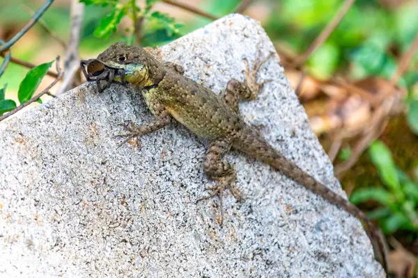 Küçük Brezilya tropikal kertenkelesi, doğal biyolojik bir kontrolle örümcekten besleniyor.