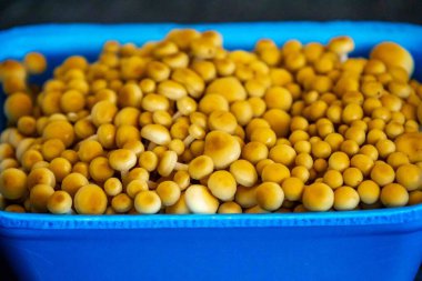 Sağlıklı yenilebilir mantar shimeji altın pleurotus citrinopileatus