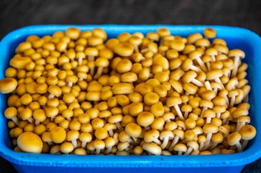 Sağlıklı yenilebilir mantar shimeji altın pleurotus citrinopileatus