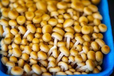 Sağlıklı yenilebilir mantar shimeji altın pleurotus citrinopileatus