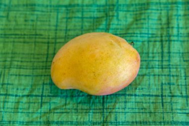 Üniformalı arka planda izole edilmiş olgun Rosa Mango. Brezilya meyvesi ve yiyeceği