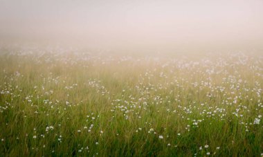 Idyllic rahatlatıcı arka plan çimenlikleri, küçük kır çiçekleri, sis ve bulanık arka plan