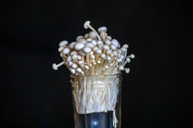 Enokitake olarak bilinen Enoki mantarı Flammulina velutipes, doğu mutfağında yaygın olarak kullanılan bir çeşitliliktir..