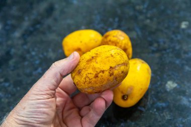 Spondias dulcis, Anacardiaceae familyasının Caj-manga, caj, cajarana, tapereb-do-serto ve caj-ano adlarıyla bilinen bir türü..