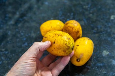 Spondias dulcis, Anacardiaceae familyasının Caj-manga, caj, cajarana, tapereb-do-serto ve caj-ano adlarıyla bilinen bir türü..