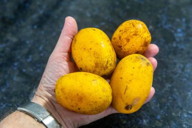 Spondias dulcis, Anacardiaceae familyasının Caj-manga, caj, cajarana, tapereb-do-serto ve caj-ano adlarıyla bilinen bir türü..