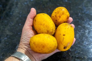 Spondias dulcis, Anacardiaceae familyasının Caj-manga, caj, cajarana, tapereb-do-serto ve caj-ano adlarıyla bilinen bir türü..