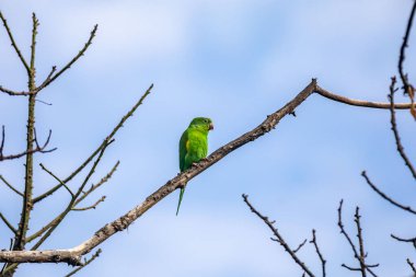 Vahşi yeşil muhabbet kuşu mavi gökyüzü arka planına sahip ağaç dalına tünemiş.