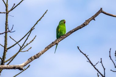 Vahşi yeşil muhabbet kuşu mavi gökyüzü arka planına sahip ağaç dalına tünemiş.