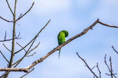 Vahşi yeşil muhabbet kuşu mavi gökyüzü arka planına sahip ağaç dalına tünemiş.