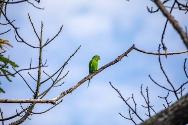 Vahşi yeşil muhabbet kuşu mavi gökyüzü arka planına sahip ağaç dalına tünemiş.