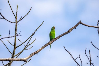 Vahşi yeşil muhabbet kuşu mavi gökyüzü arka planına sahip ağaç dalına tünemiş.
