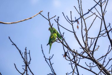 Vahşi yeşil muhabbet kuşu mavi gökyüzü arka planına sahip ağaç dalına tünemiş.