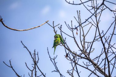 Vahşi yeşil muhabbet kuşu mavi gökyüzü arka planına sahip ağaç dalına tünemiş.