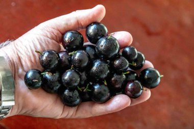 Güzel ve sulu Jabuticaba meyveleri ince detaylarıyla