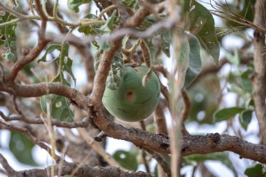 Brezilya Cerrado Biomu 'nun tipik meyvesi, lobeira ağacının meyvesi, Solanum Lycocarpum, yaban kurdu Chrysocyon brachyurus' un tercih ettiği yiyecektir.