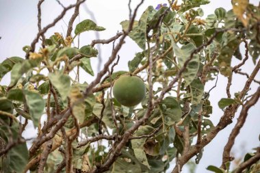 Brezilya Cerrado Biomu 'nun tipik meyvesi, lobeira ağacının meyvesi, Solanum Lycocarpum, yaban kurdu Chrysocyon brachyurus' un tercih ettiği yiyecektir.