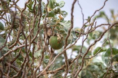 Brezilya Cerrado Biomu 'nun tipik meyvesi, lobeira ağacının meyvesi, Solanum Lycocarpum, yaban kurdu Chrysocyon brachyurus' un tercih ettiği yiyecektir.