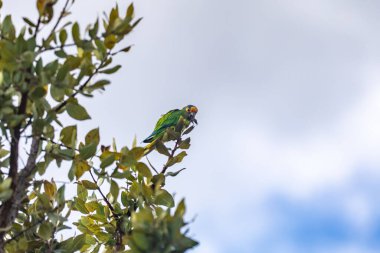 Brezilya kralı muhabbet kuşu, yıldız papağanı, yıldız konisi, yıldız aratinga, jandaia, papağan ve sarı yüzlü papağan, Eupsittula aurea